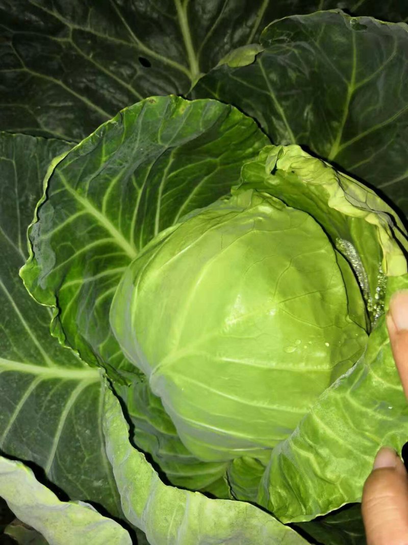 大头菜甘蓝中甘系列大量有货，上货快质量保证欢迎各位老板前