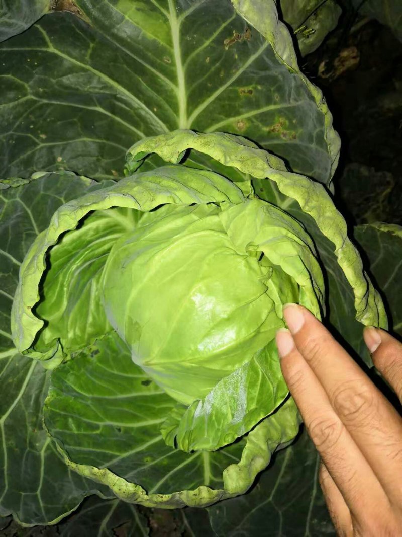 大头菜甘蓝中甘系列大量有货，上货快质量保证欢迎各位老板前