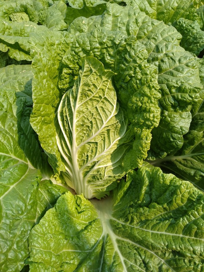 黄心大白菜