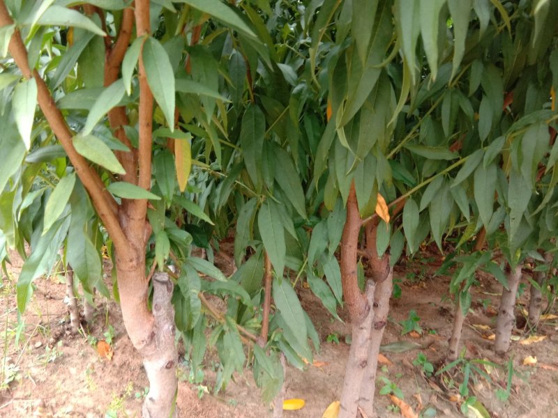 锦绣黄桃苗2年苗