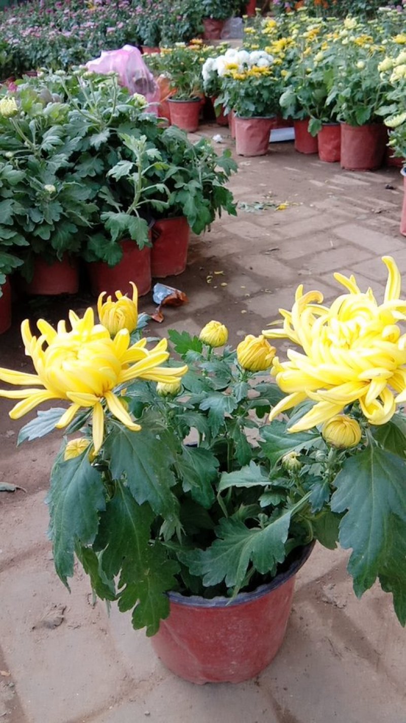 各类精品菊花