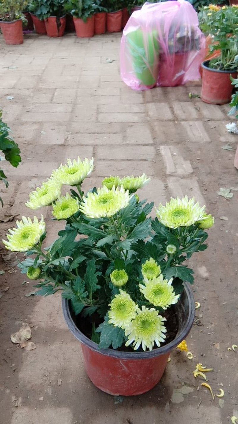 各类精品菊花