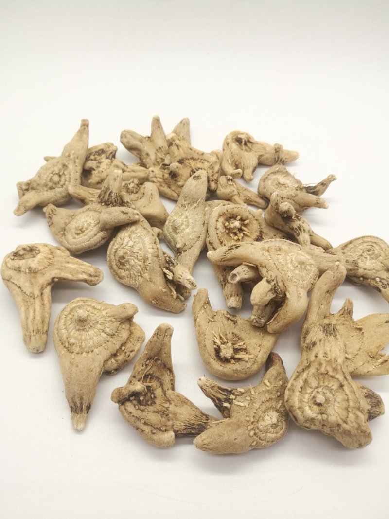 白芨三叉白芨三叉戟白芨个子