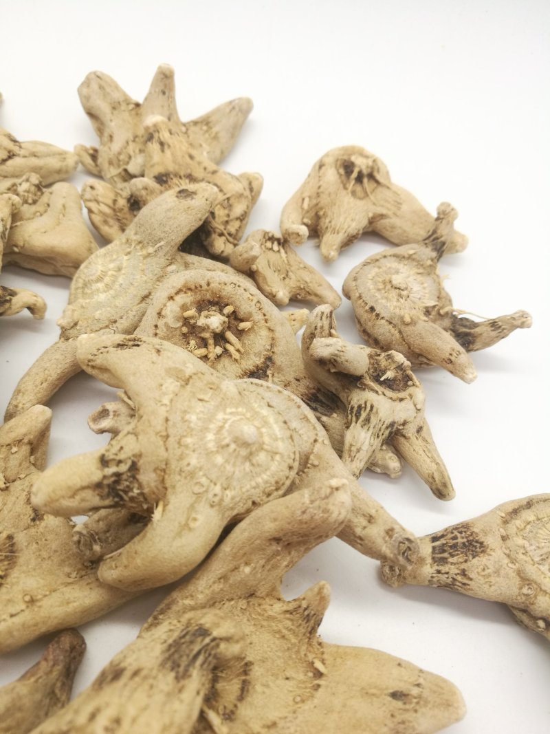 白芨三叉白芨三叉戟白芨个子