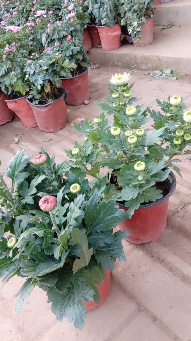 各类精品菊花