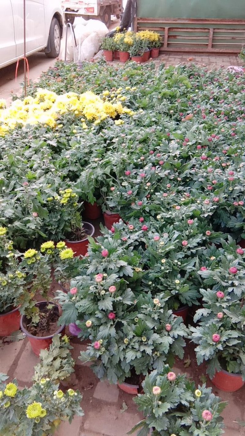 各类精品菊花