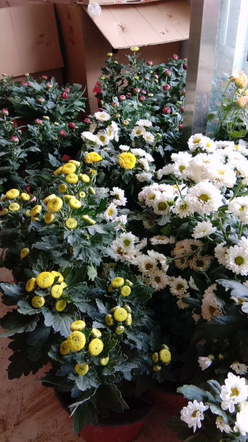 各类精品菊花