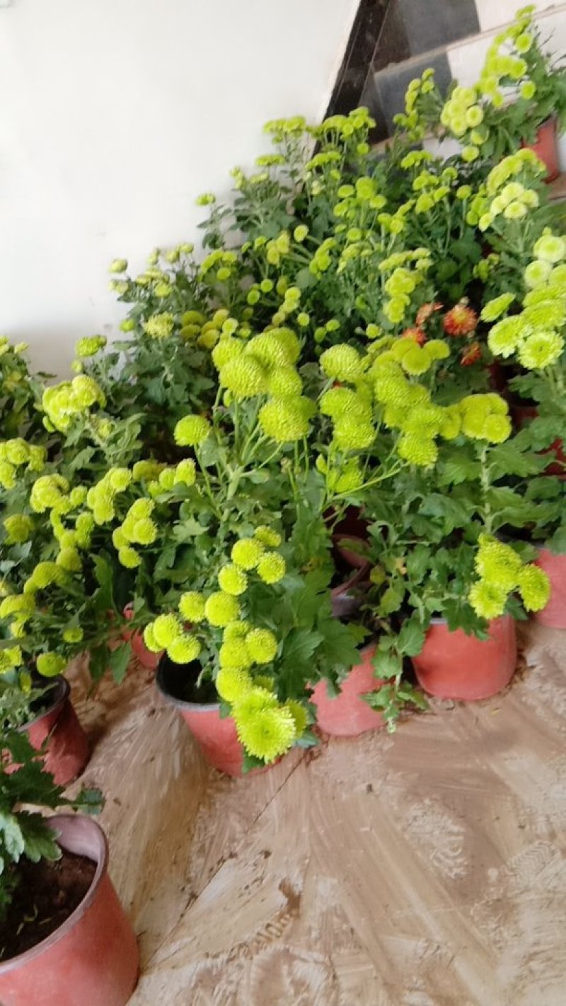 各类精品菊花