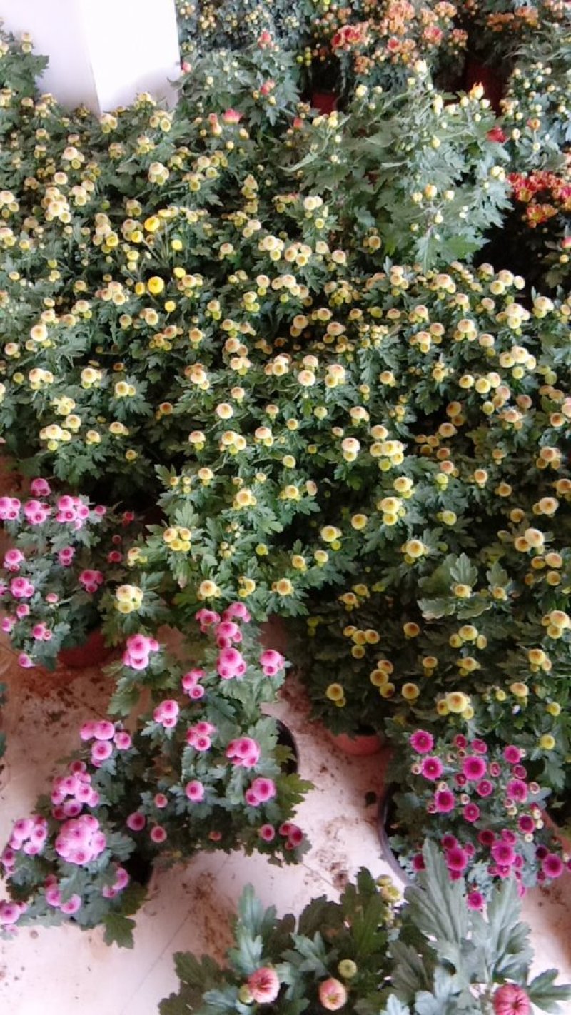 各类精品菊花