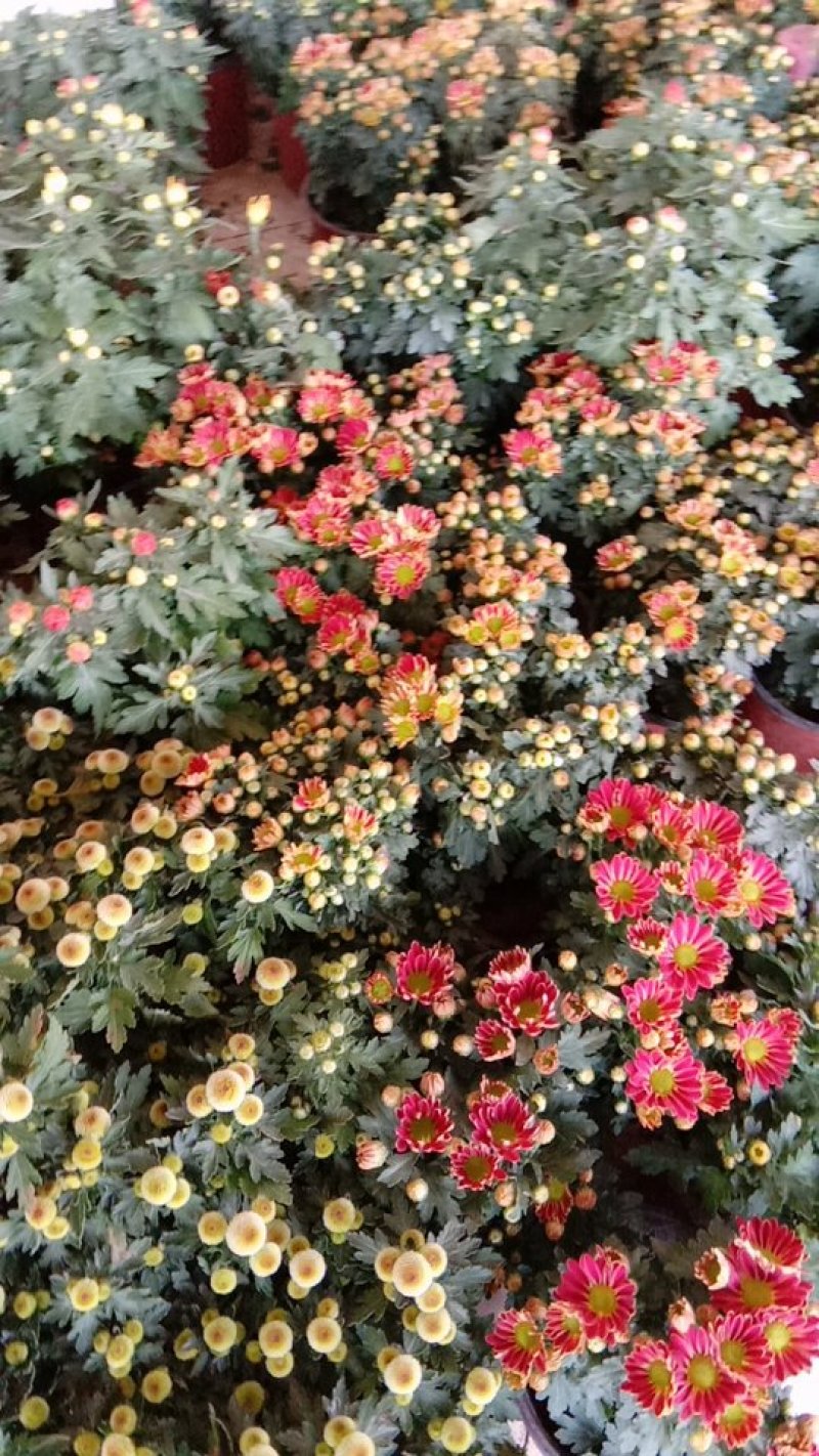 各类精品菊花