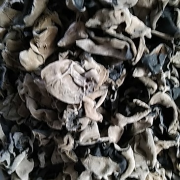 木耳头茬货口感一流
