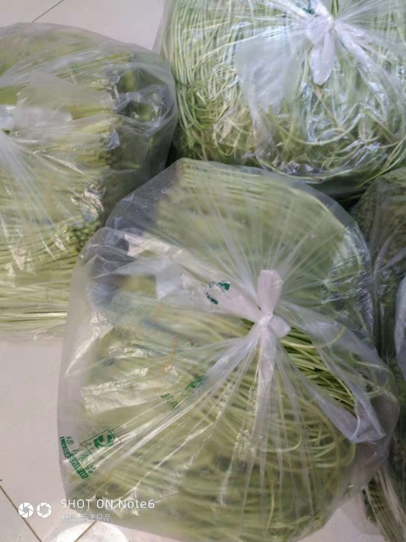 芦蒿大量上市有需要的老板欢迎订购！