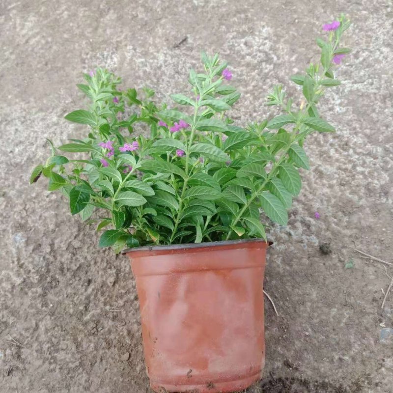 满天星盆栽山东青州草花苗木基地一手货源基地直发