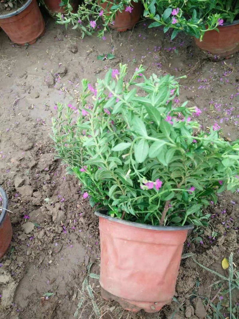 满天星盆栽山东青州草花苗木基地一手货源基地直发