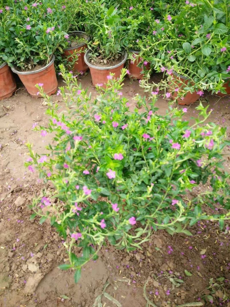 满天星盆栽山东青州草花苗木基地一手货源基地直发