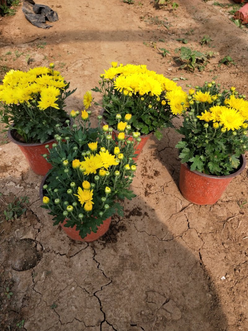 国庆菊150盆山东青州草花苗木基地一手货源基地直发