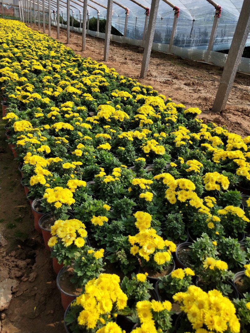 国庆菊150盆山东青州草花苗木基地一手货源基地直发