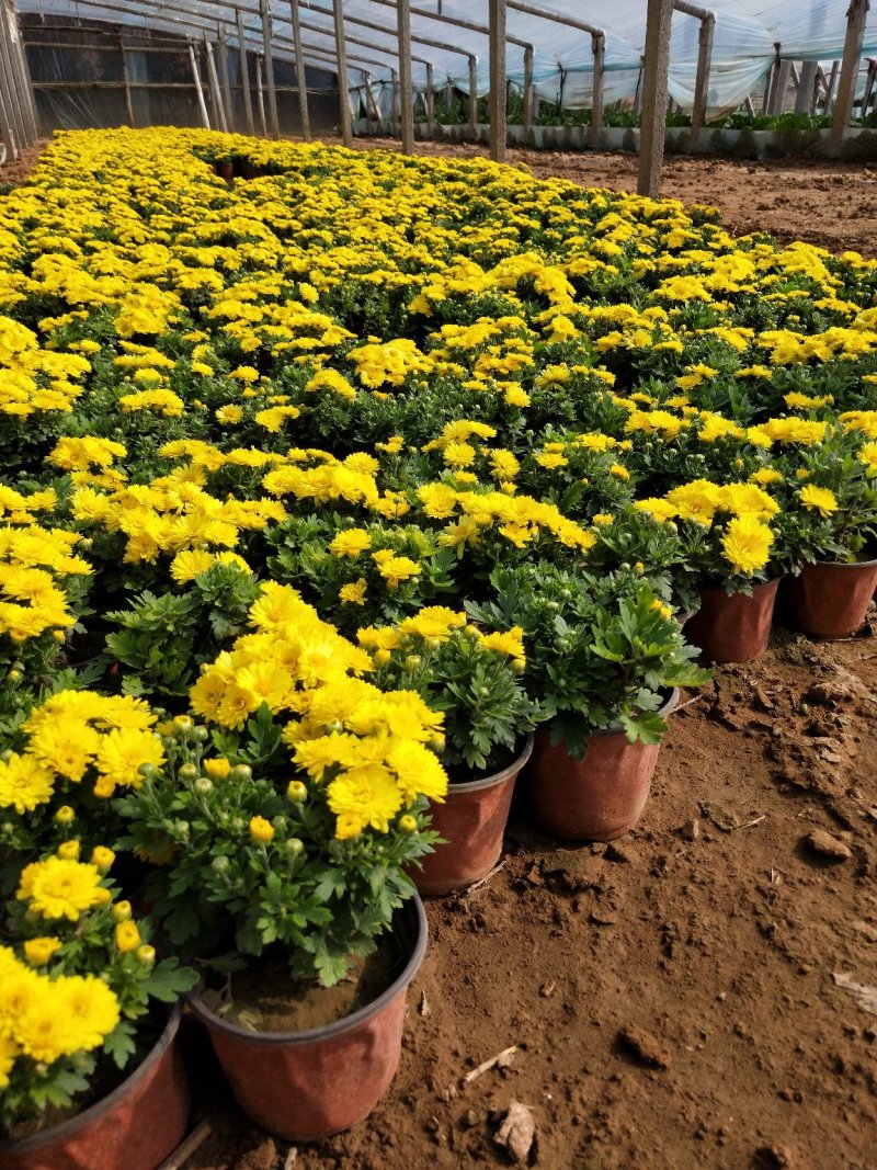 国庆菊150盆山东青州草花苗木基地一手货源基地直发