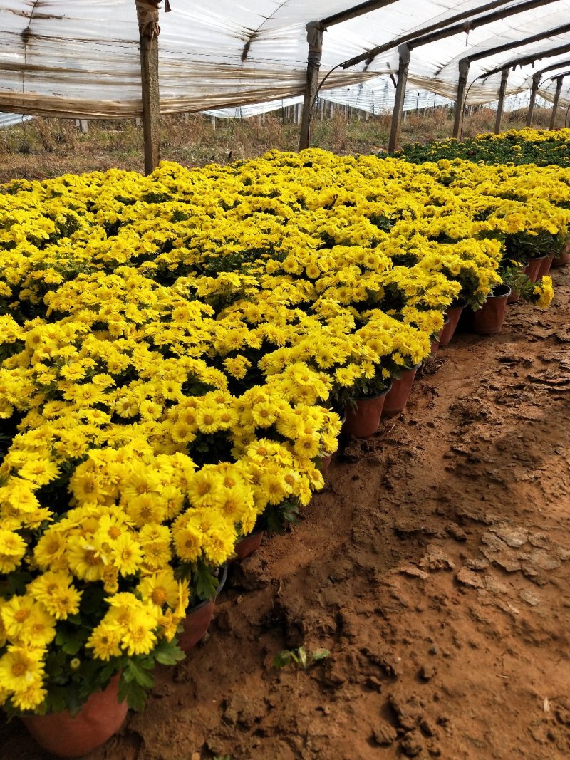 国庆菊150盆山东青州草花苗木基地一手货源基地直发