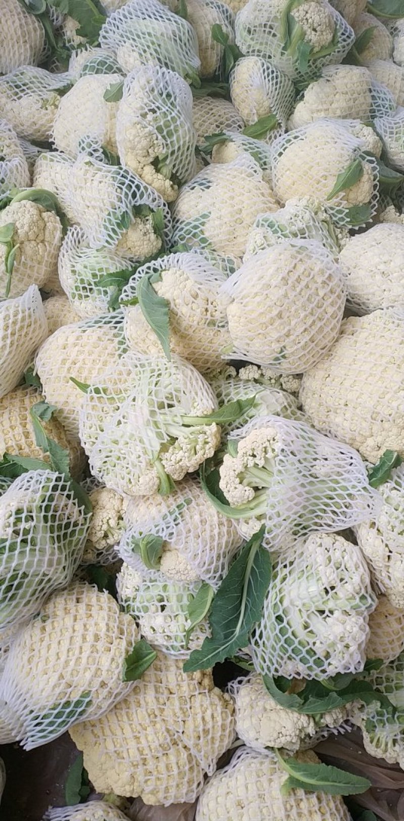 菜花，有机菜花，有机花，有机菜花，大棚有机花，鲜花