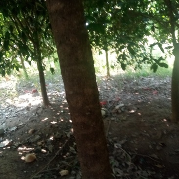 各种规格桂花树
