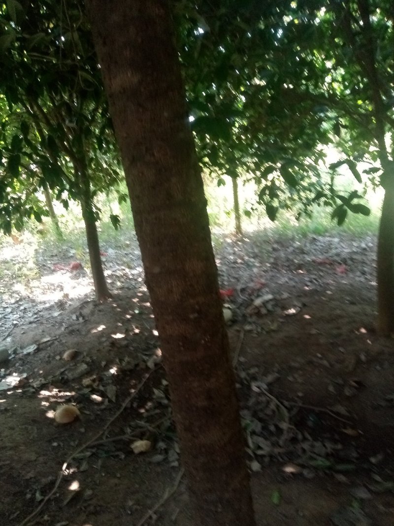 各种规格桂花树