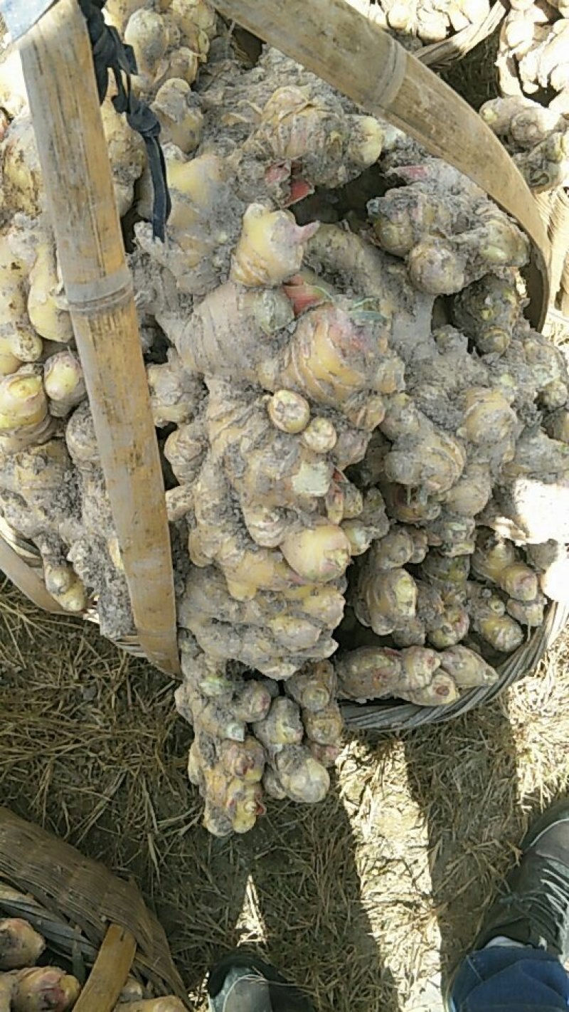 云南2黄姜云南小黄姜质量好保质保量货量大