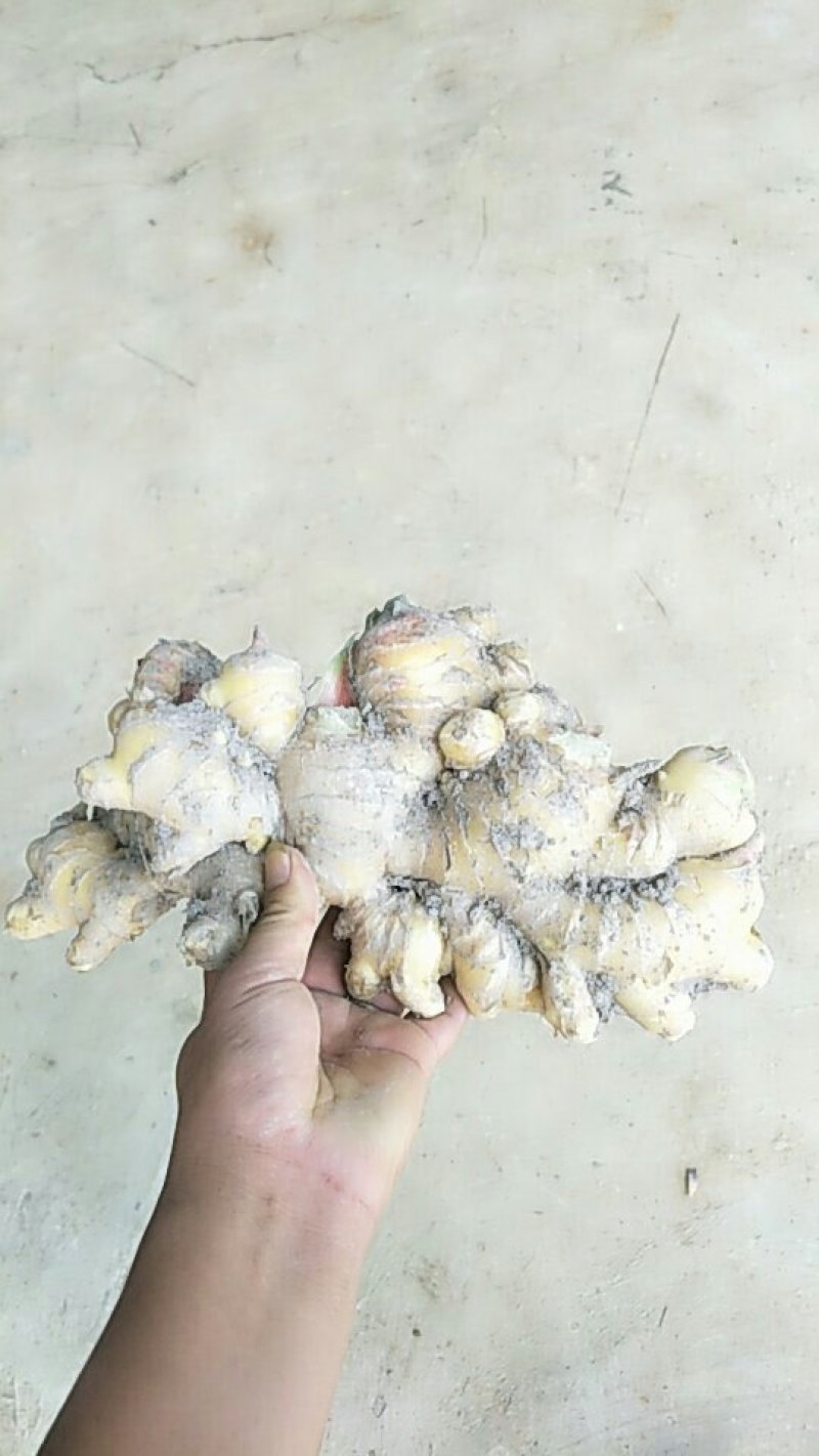 云南2黄姜云南小黄姜质量好保质保量货量大