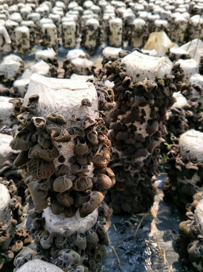 食用菌菌棒