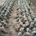食用菌菌棒