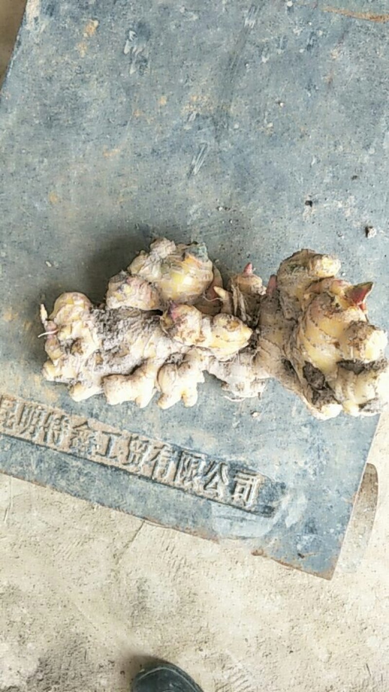 云南2黄姜云南小黄姜质量好保质保量货量大
