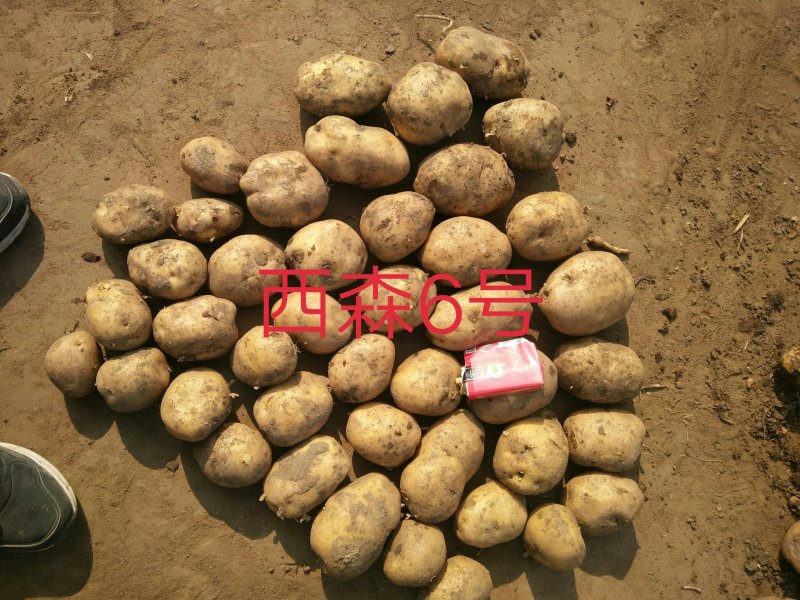 精品土岩二号