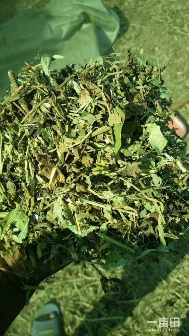 秸秆饲料:花生秧秸秆、小麦秸秆、玉米秸秆、大豆秸秆