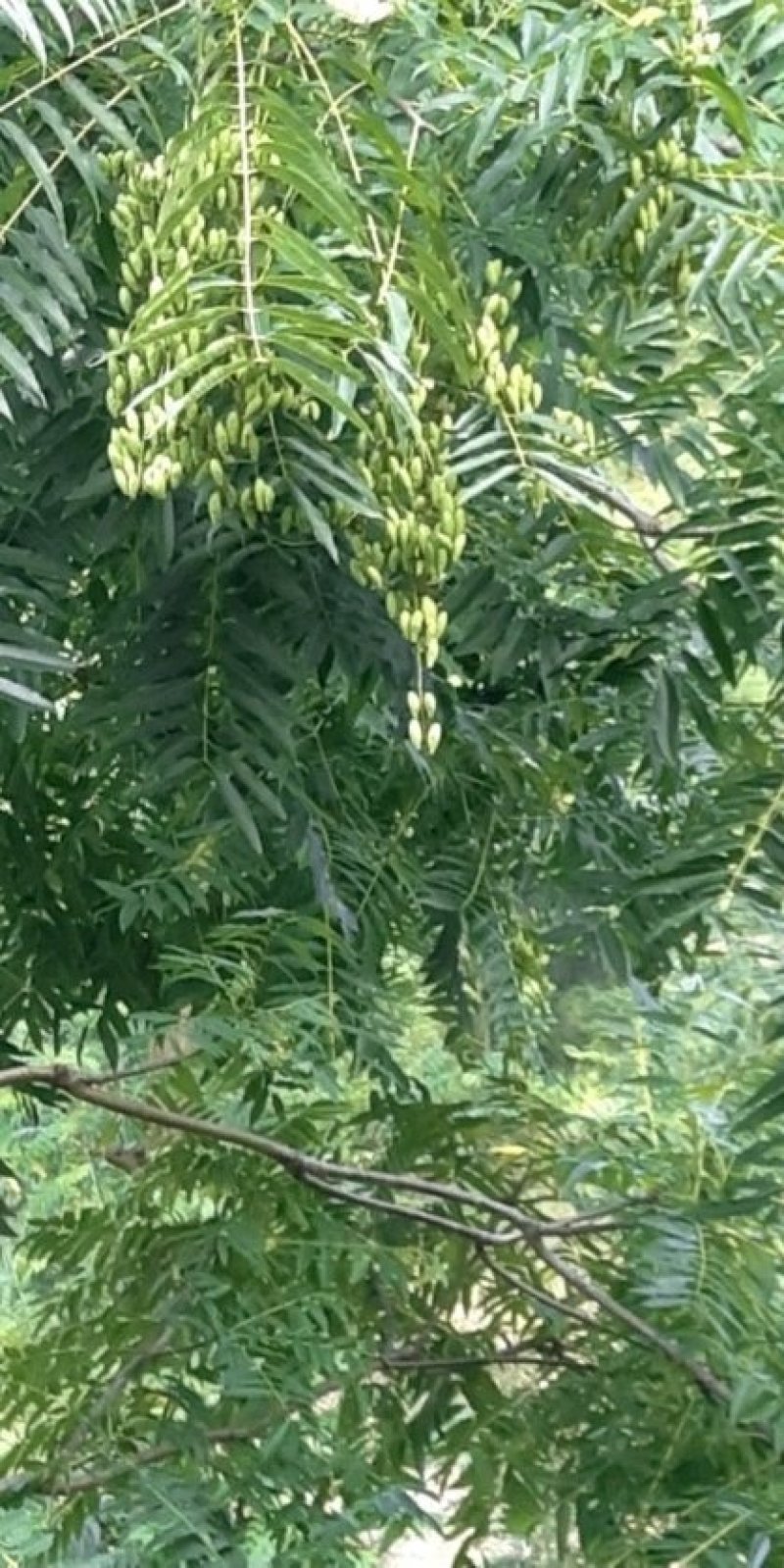 红油香椿种子发芽率高达95%以上