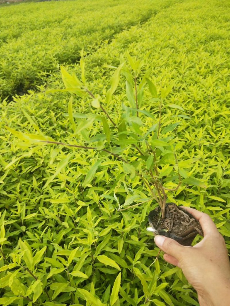 金叶莸，基地直销，常年供应各种绿化苗木