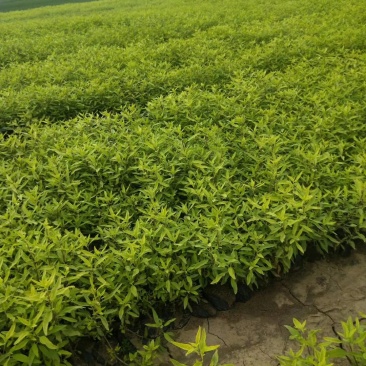 金叶莸，基地直销，常年供应各种绿化苗木