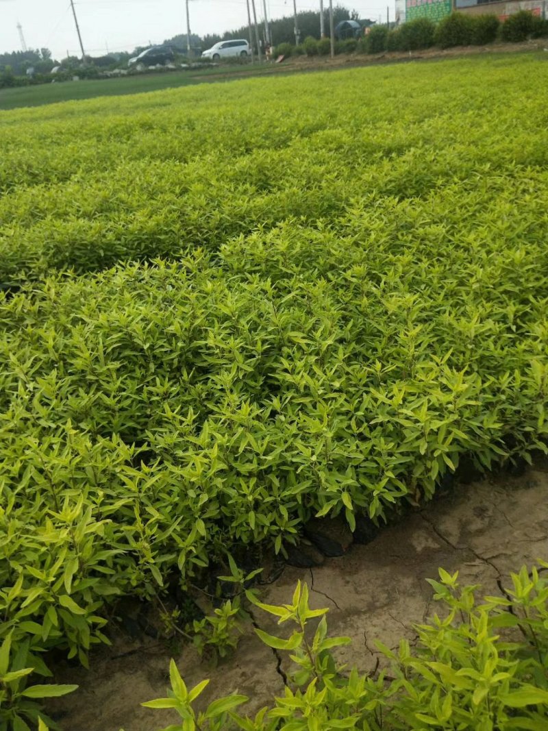 金叶莸，基地直销，常年供应各种绿化苗木