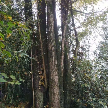 出售：银杏树小苗一55公分