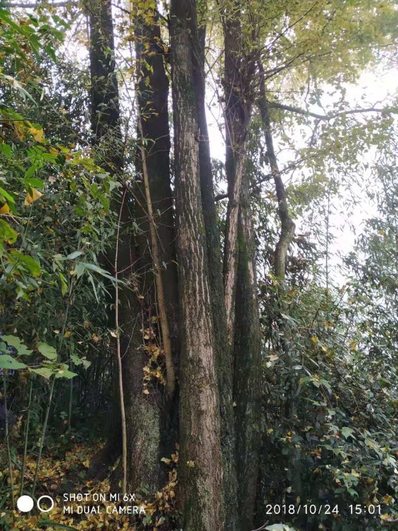 出售：银杏树小苗一55公分