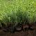 蓝亚麻，基地直销，常年各种绿化苗木齐全。