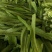 油麦菜，精品大量有货，河北邯郸新鲜油麦菜