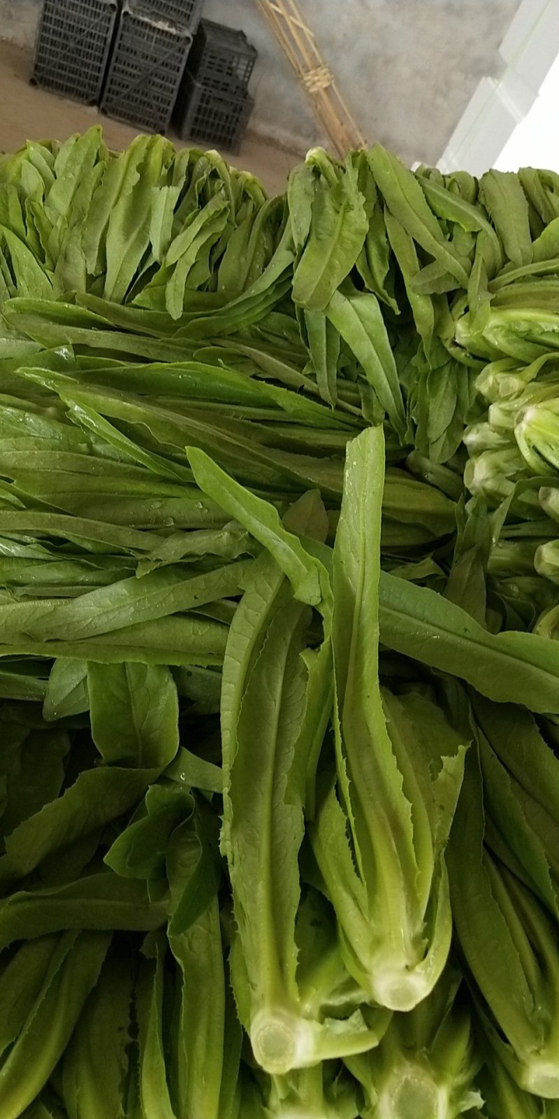 油麦菜，精品大量有货，河北邯郸新鲜油麦菜