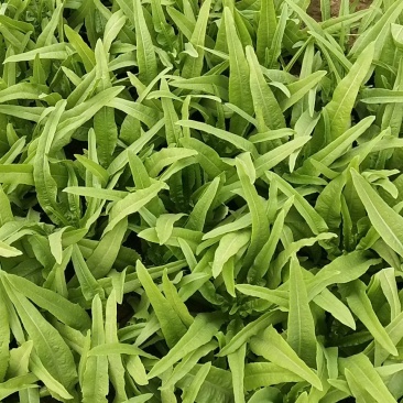 油麦菜，精品大量有货，河北邯郸新鲜油麦菜