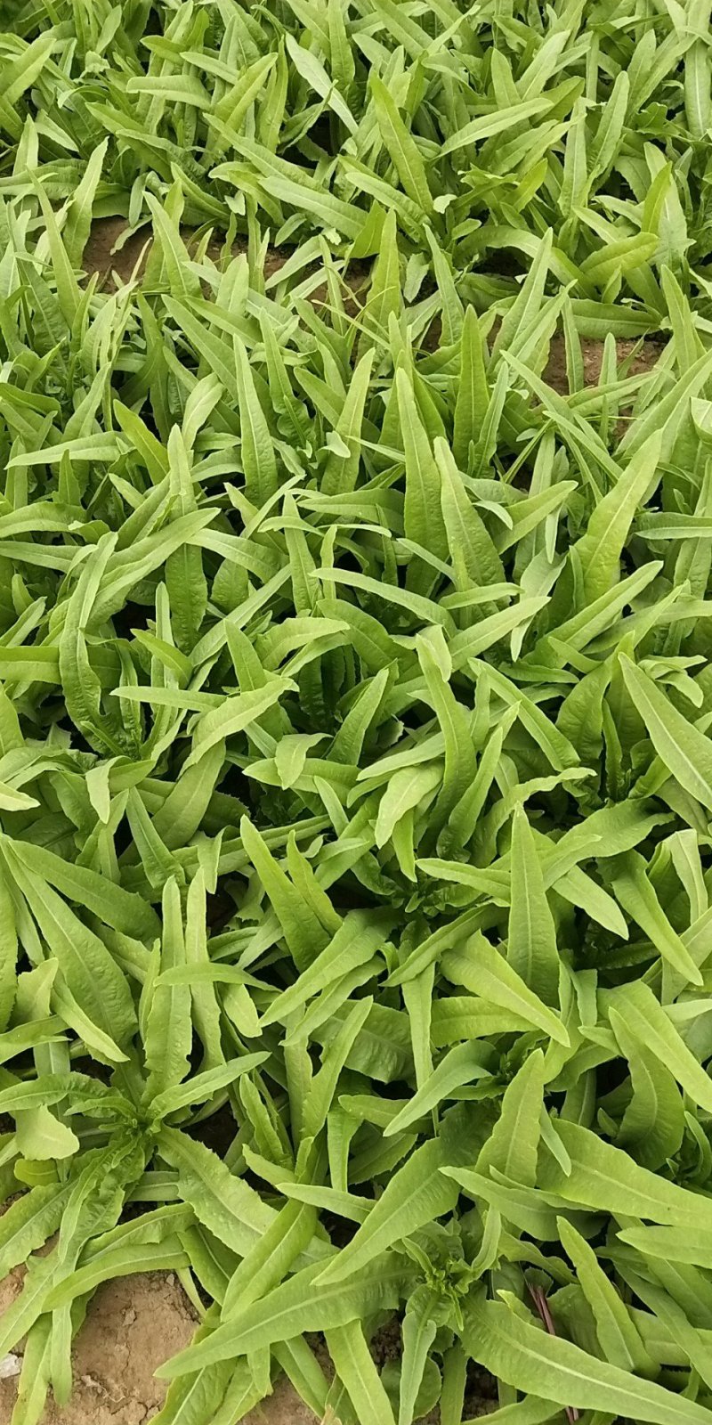 油麦菜，精品大量有货，河北邯郸新鲜油麦菜