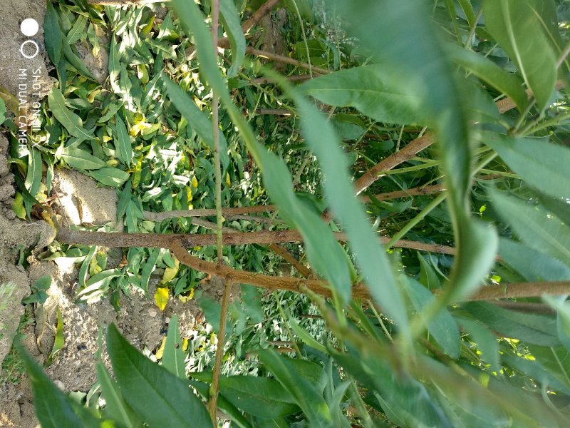各种优良桃树占地苗