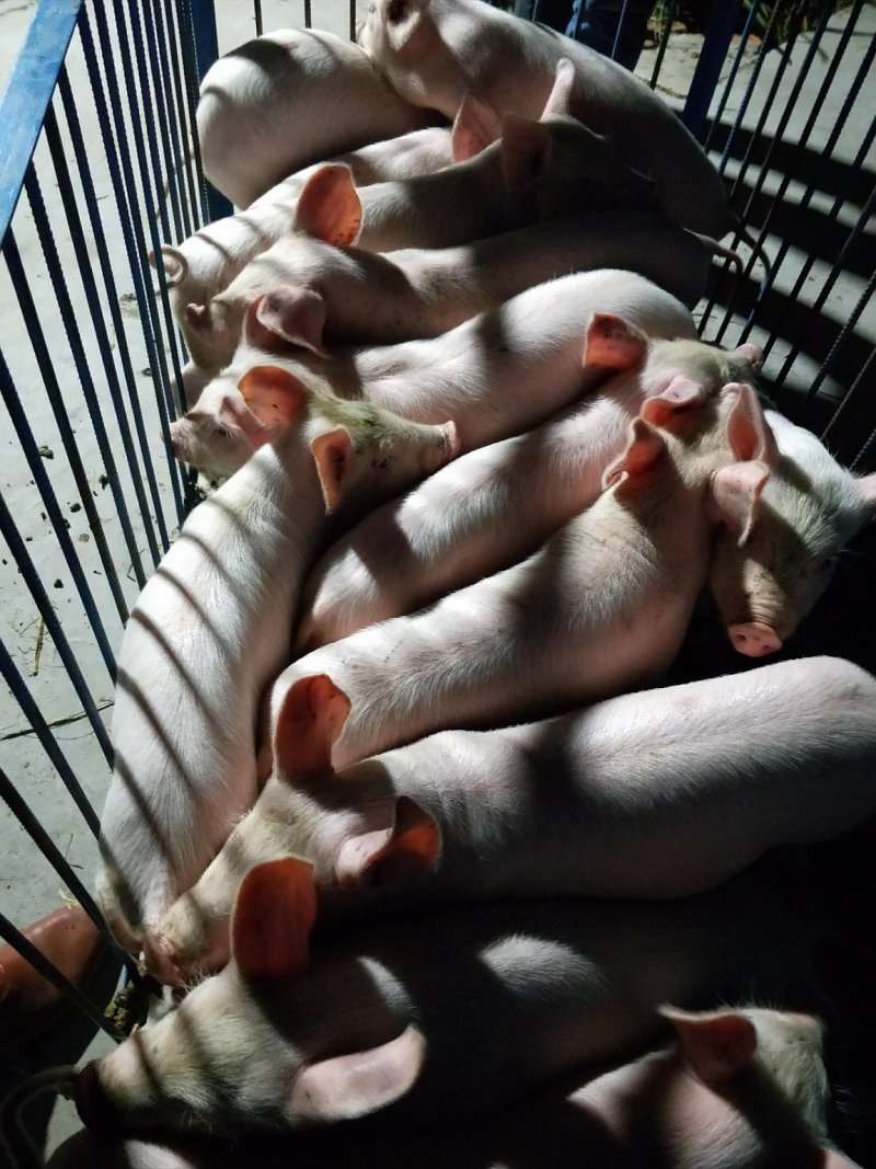公司猪场加农户合作共养共赢，专业人员封闭管理，防疫到位