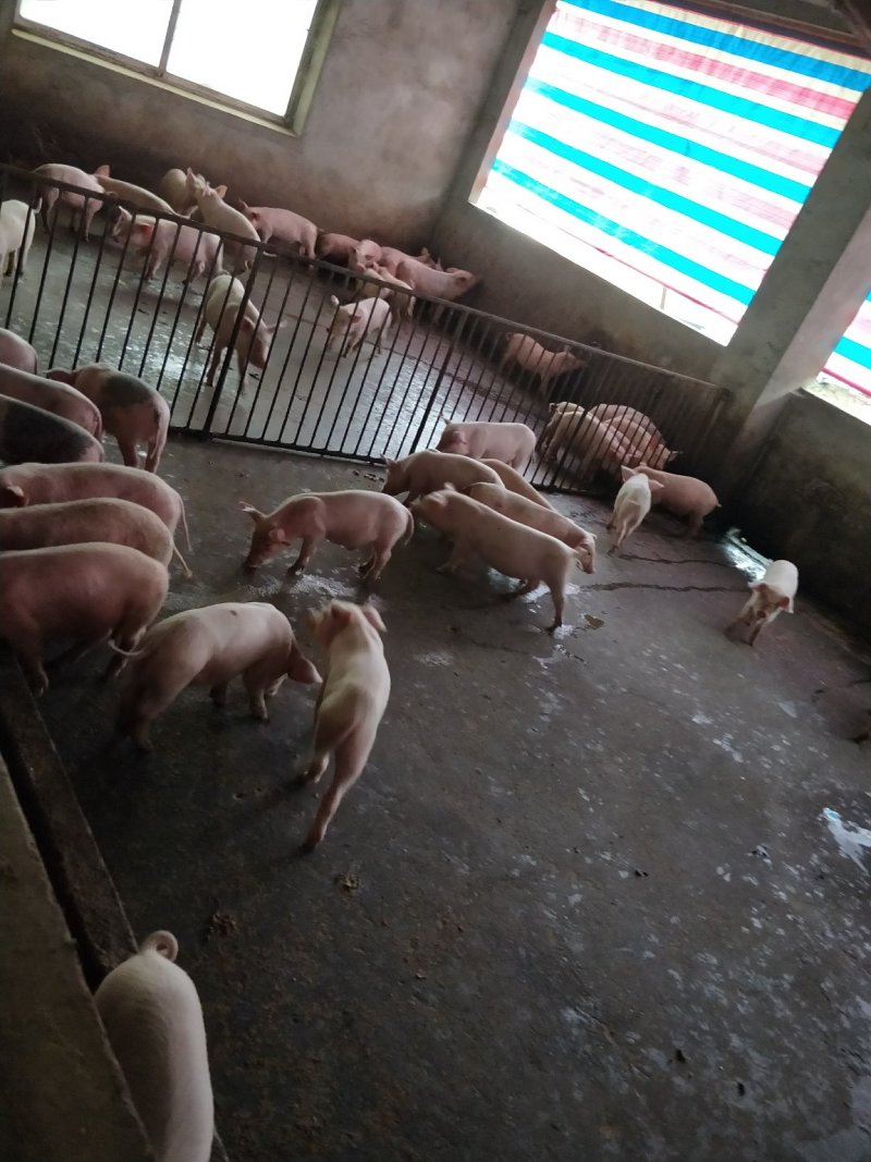 公司猪场加农户合作共养共赢，专业人员封闭管理，防疫到位