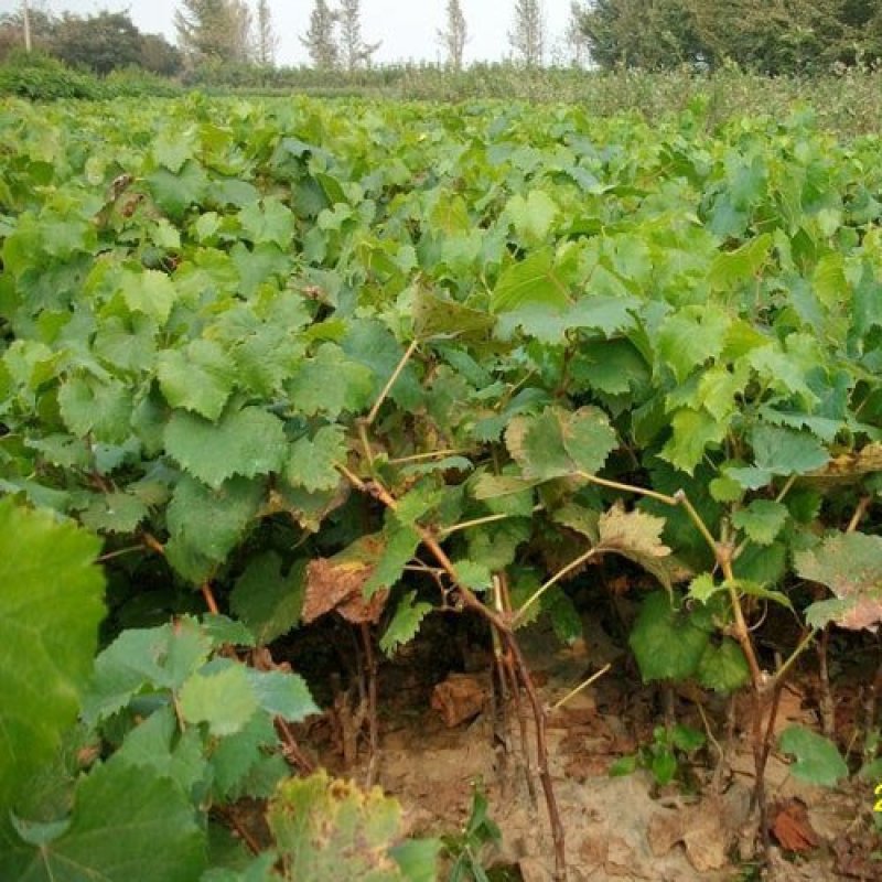 美国金手指无籽黑提葡萄树苗当年结果棉花糖蓝宝石苗