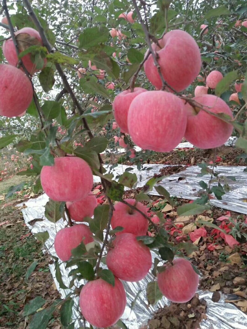 白水苹果有要的找我，70以上三块