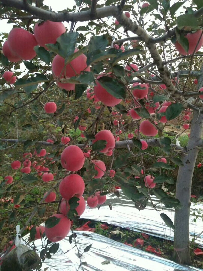 白水苹果有要的找我，70以上三块
